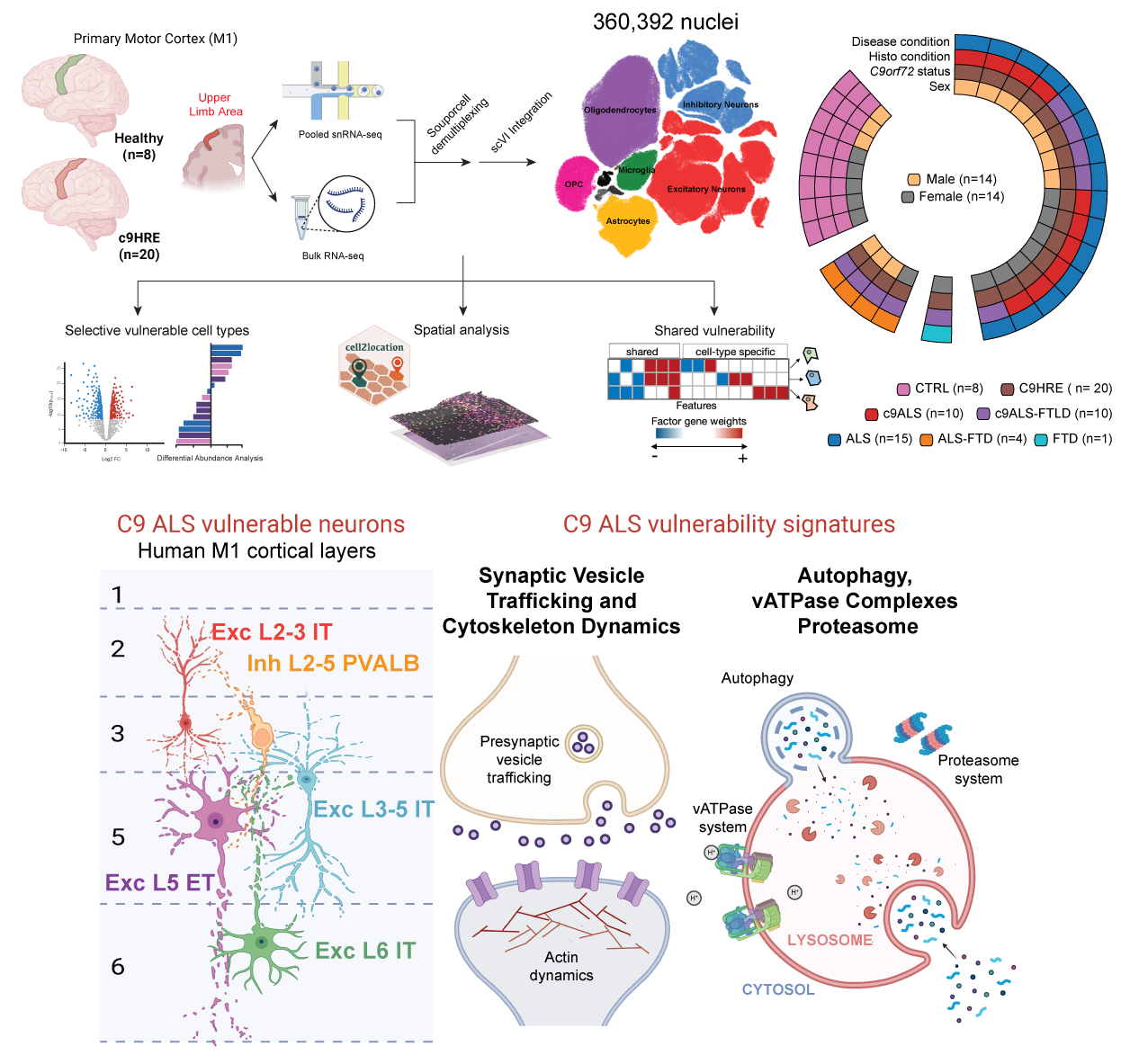 Study design: pooled snRNA-seq and spatial transcriptomics of human M1, integrated into a 72-subtype atlas, resolving vulnerable cortical layers and the C9 ALS vulnerability signatures.